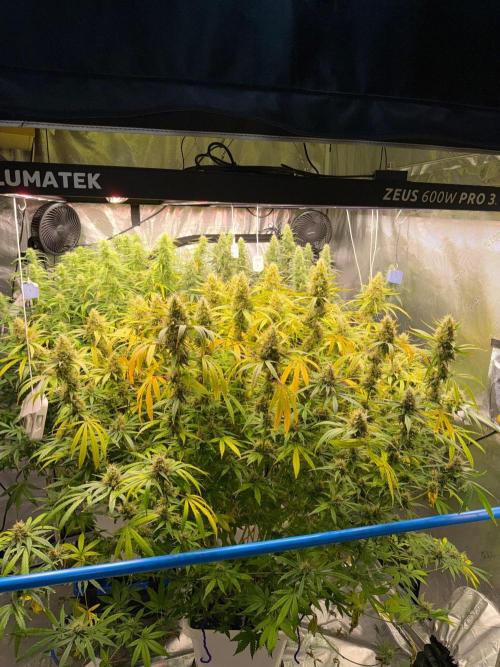 Summer tent grow. Week 13 - NL