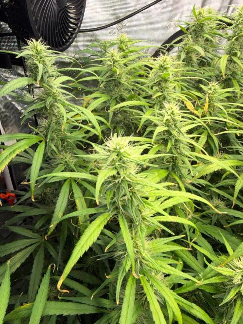 Summer tent grow. Week 13 - NL