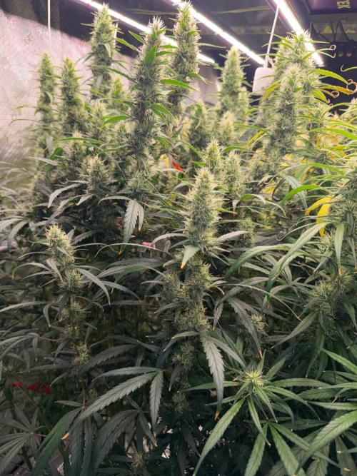 Summer tent grow. Week 13 - Hindu kush