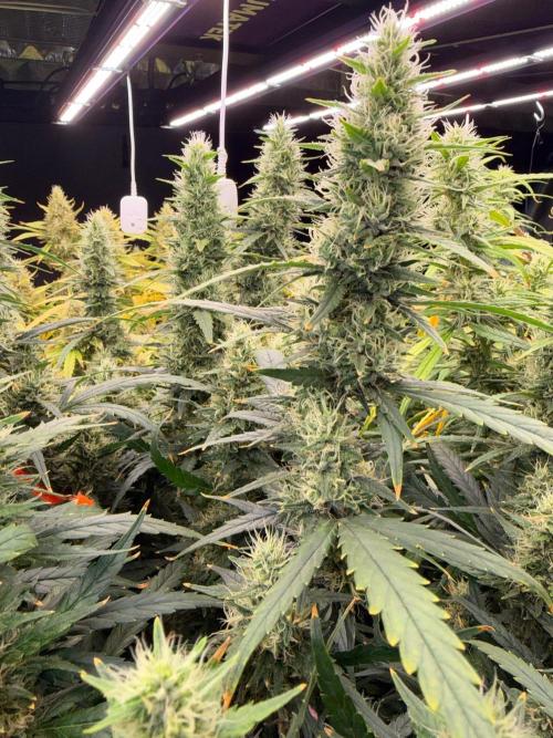 Summer tent grow. Week 13 - Hindu Kush 