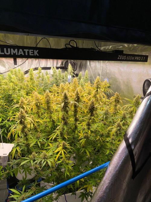 Summer tent grow. Week 14 - Nl 66 days 