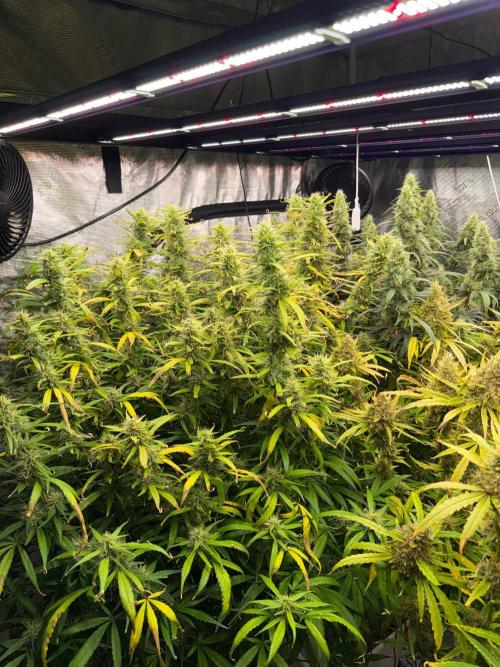 Summer tent grow. Week 14 - Nl