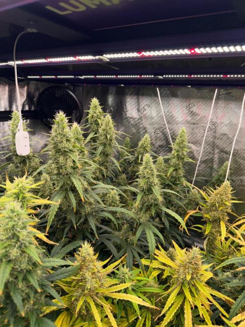 Summer tent grow. Week 14 - Hindu Kush 