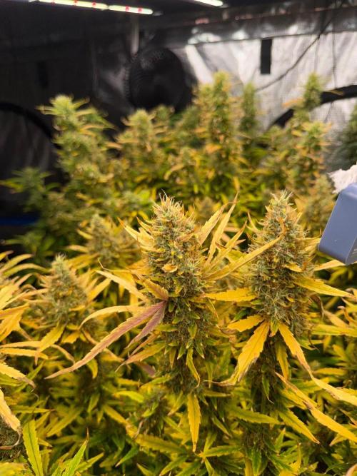 Summer tent grow. Week 15 - Nl