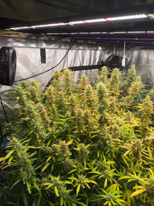 Summer tent grow. Week 15 - Nl