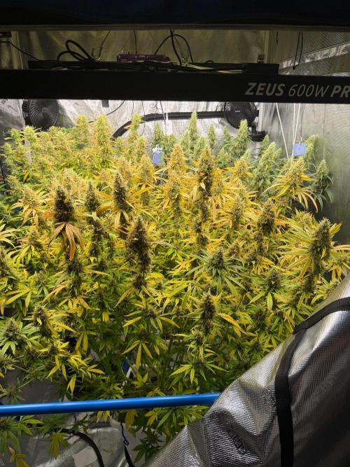 Summer tent grow. Week 15 - Nl
71 days 