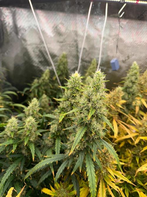 Summer tent grow. Week 15 - Hindu Kush 