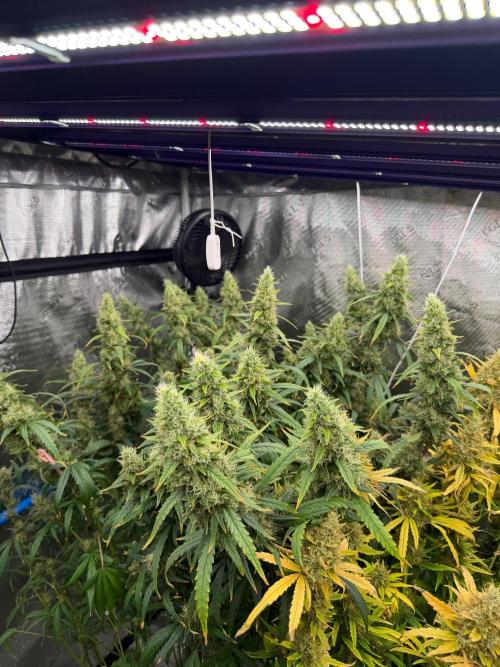 Summer tent grow. Week 15 - Hindu Kush 