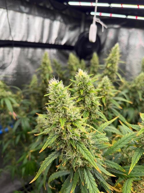 Summer tent grow. Week 15 - Hindu Kush 