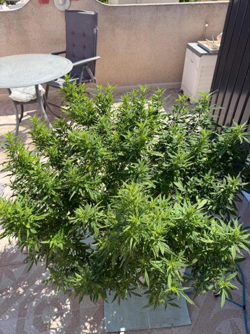 Hindu Kush outside. Week 14