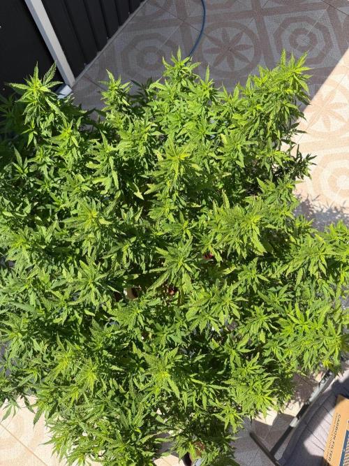 Hindu Kush outside. Week 14