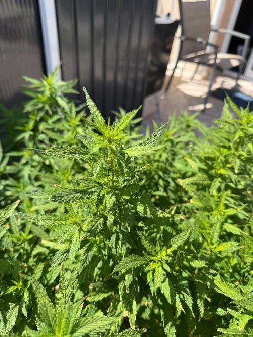 Hindu Kush outside. Week 14