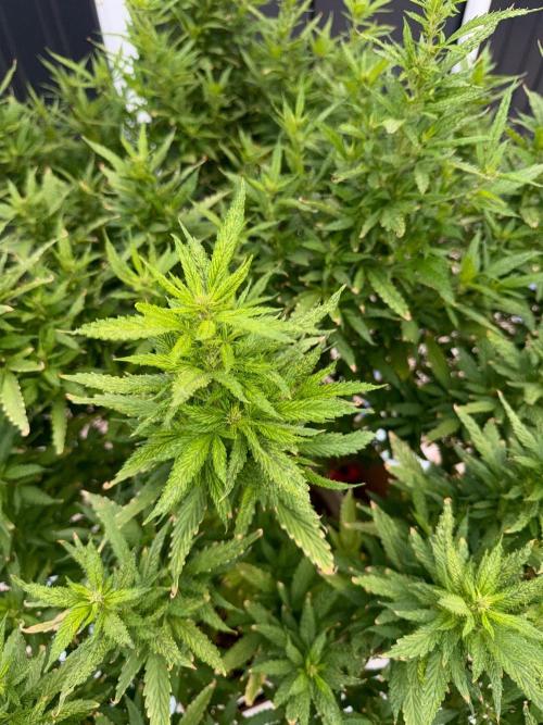Hindu Kush outside. Week 15