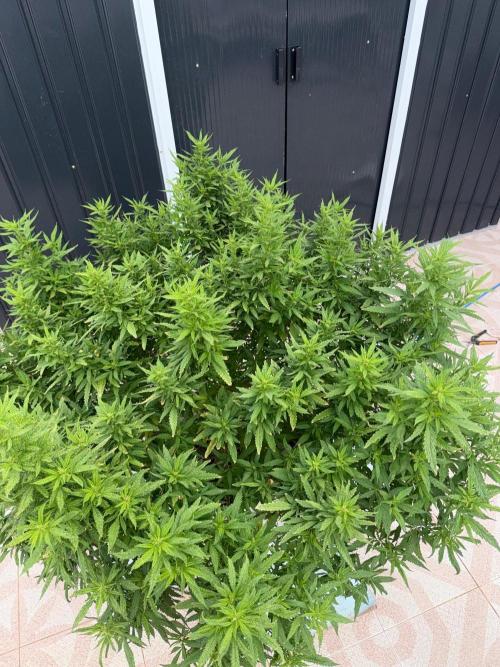 Hindu Kush outside. Week 15
