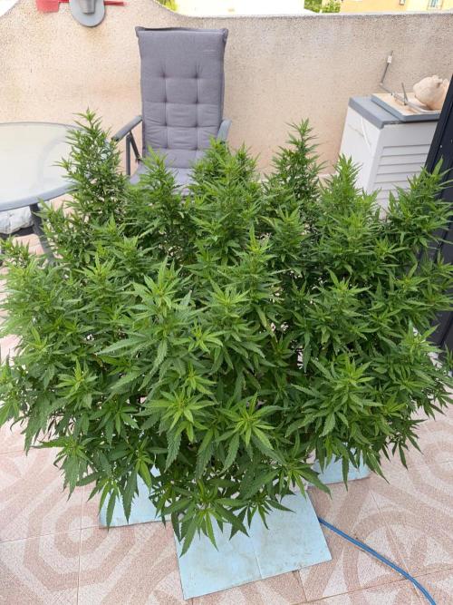 Hindu Kush outside. Week 15