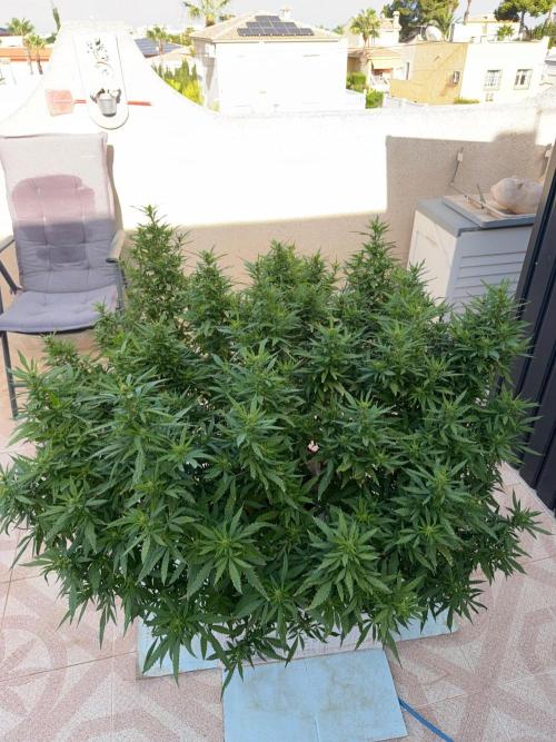 Hindu Kush outside. Week 16