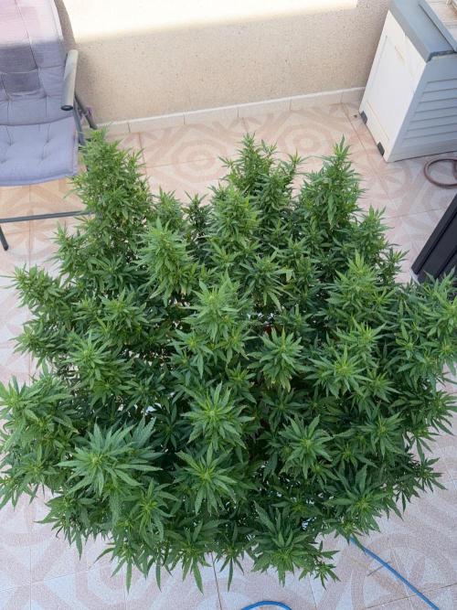 Hindu Kush outside. Week 16
