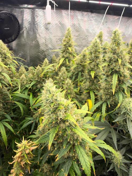 Summer tent grow. Week 16 - Hindu kush