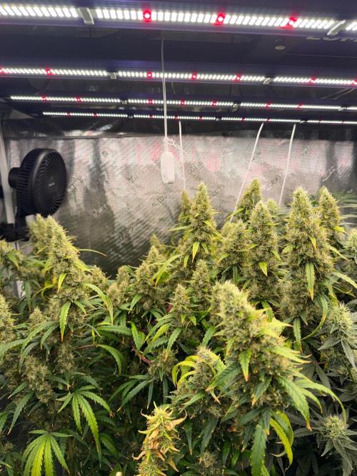 Summer tent grow. Week 16 - Hindu kush