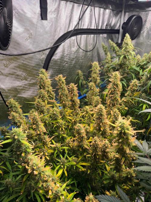 Summer tent grow. Week 16 - Very tired northern lights 