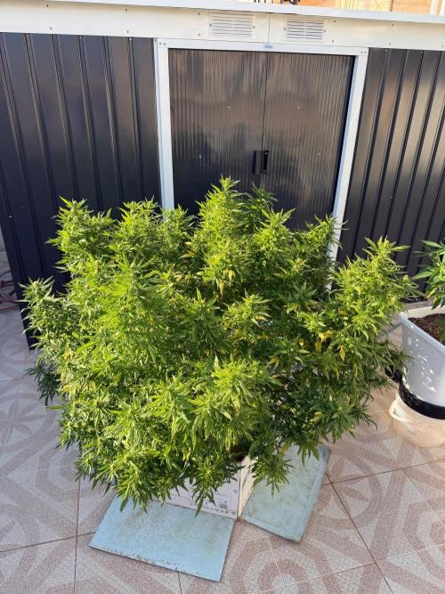 Hindu Kush outside. Week 17