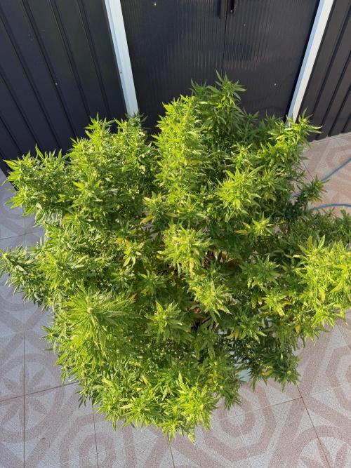 Hindu Kush outside. Week 17