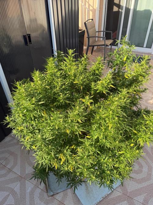 Hindu Kush outside. Week 17