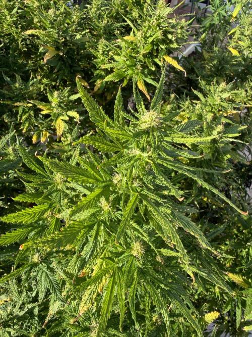 Hindu Kush Reg. Week 17