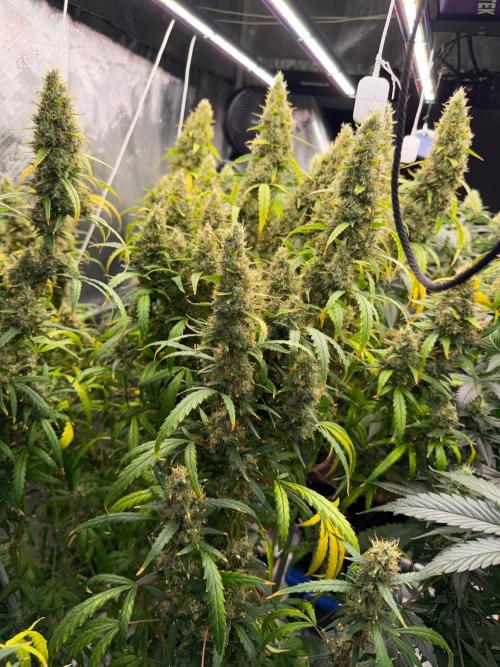 Summer tent grow. Week 17 - Hindu Kush 
88 days flower 