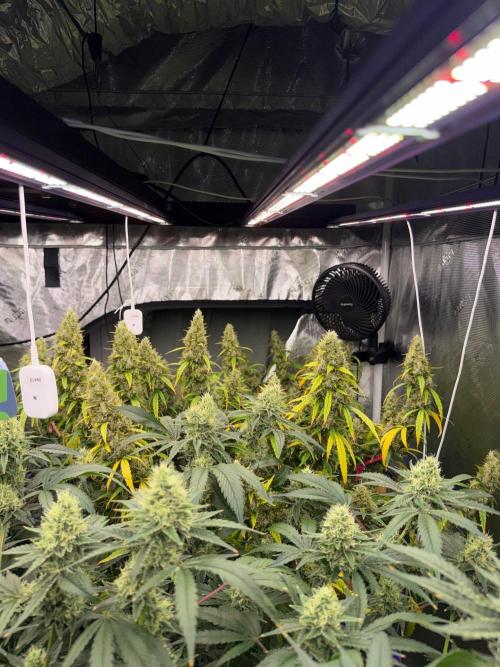 Summer tent grow. Week 17 - Hindu Kush 