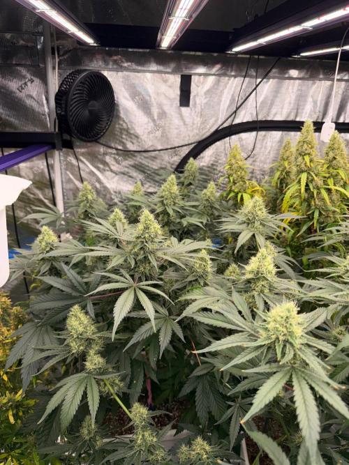 Summer tent grow. Week 17 - Nl cutting 
38 days 