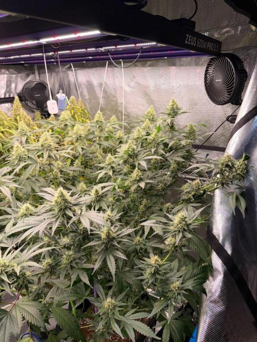 Summer tent grow. Week 17 - NL CUTTING 
38 days 