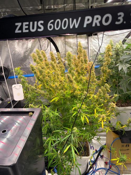 Summer tent grow. Week 17 - Poor northern lights 
88 days 