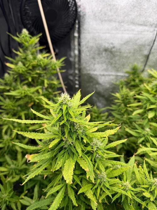 Hindu Kush outside. Week 18