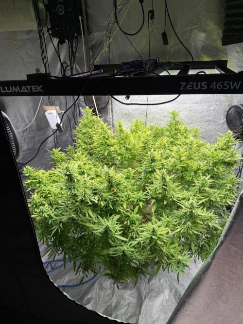 Hindu Kush outside. Week 18