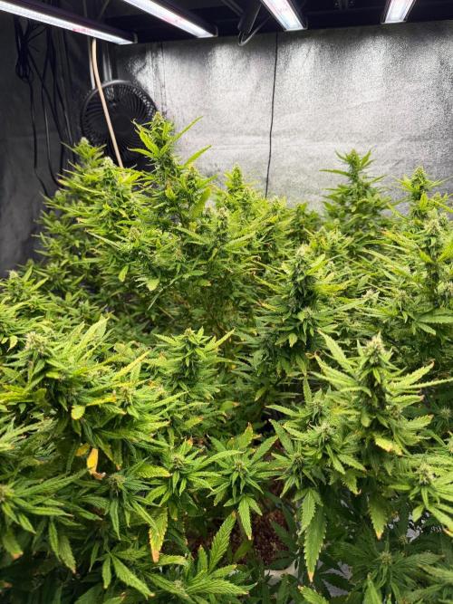 Hindu Kush outside. Week 18