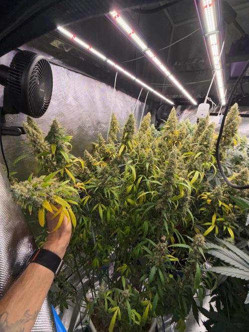 Summer tent grow. Week 18 - Hindu Kush 
95 days 
