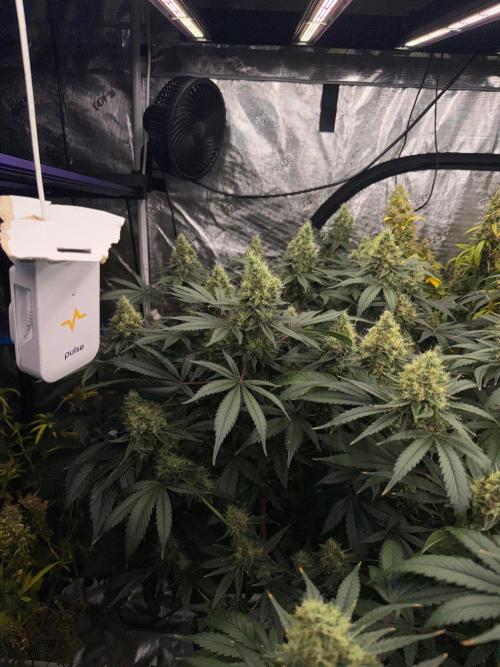Summer tent grow. Week 18 - Nl 45 days