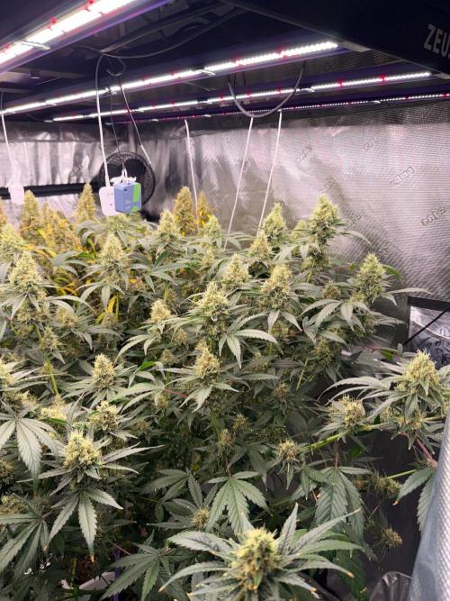 Summer tent grow. Week 18 - Nl 45 days 