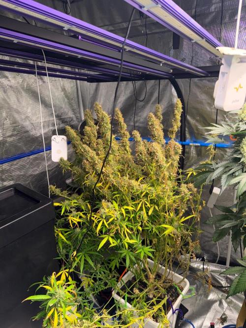 Summer tent grow. Week 18 - Poorly nl 95 days 