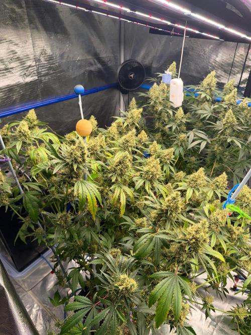 Summer tent grow. Week 19 - NL 52 days