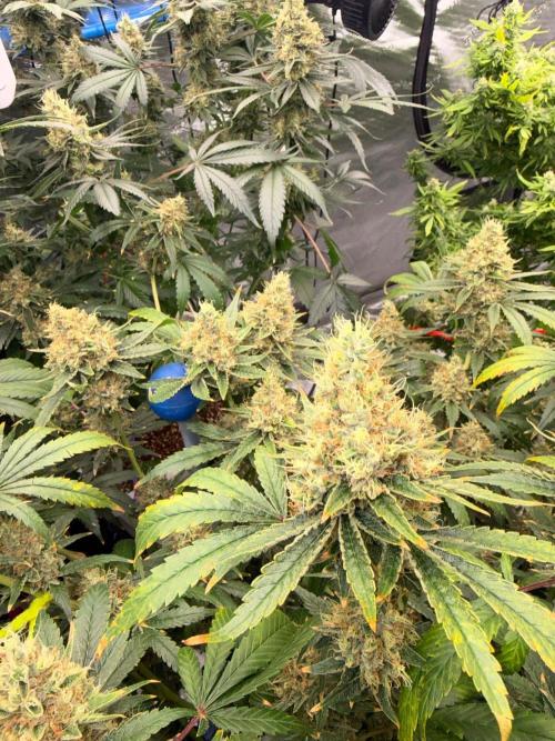 Summer tent grow. Week 19