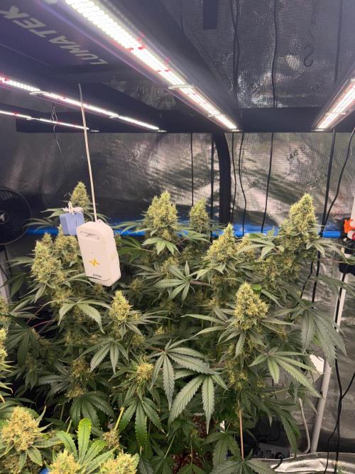 Summer tent grow. Week 19 - NL 52 days 