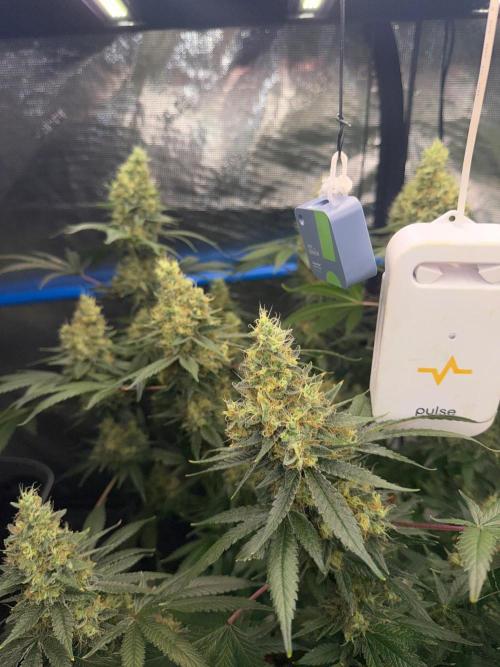 Summer tent grow. Week 19