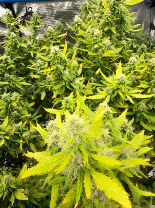Hindu Kush Reg. Week 19