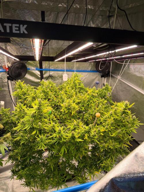 Hindu Kush outside. Week 20