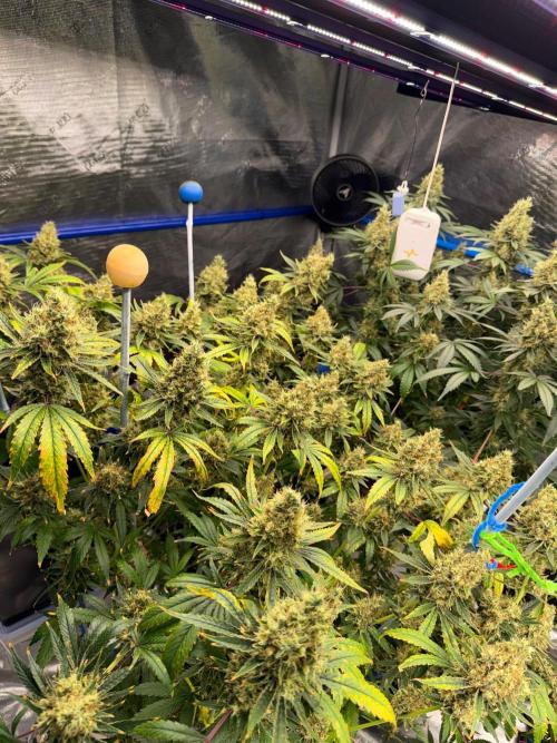 Summer tent grow. Week 20 - NL 62 days 