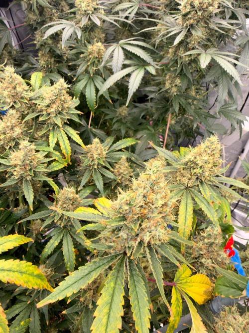 Summer tent grow. Week 20