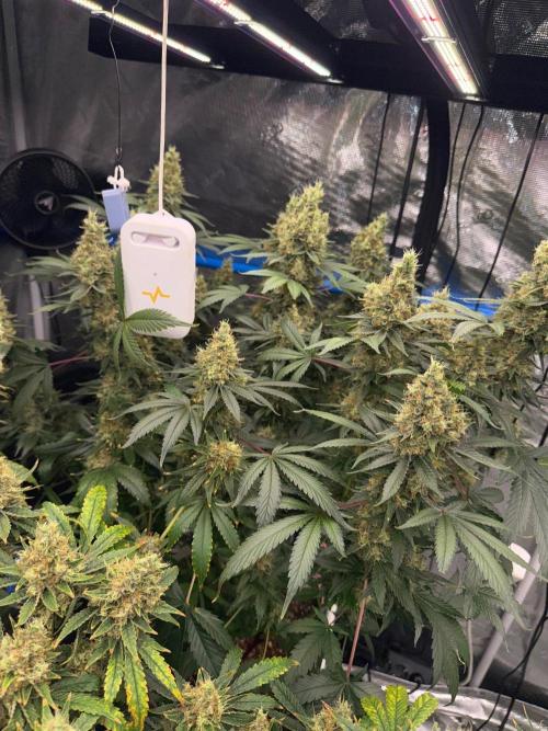 Summer tent grow. Week 20