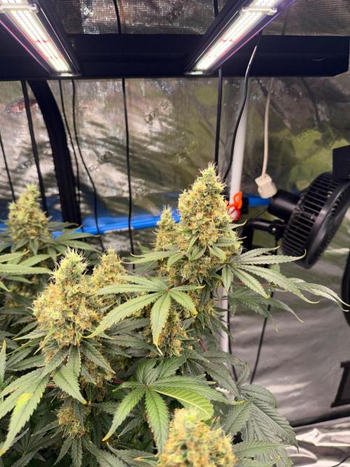 Summer tent grow. Week 21
